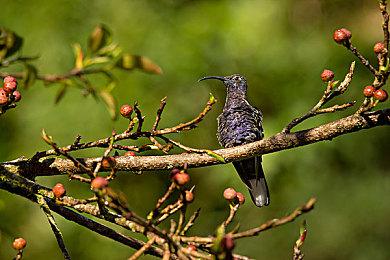 《上古卷轴4：湮灭重制版》和原版画面对比 网友批评过于依赖虚幻5失去了自己的特色